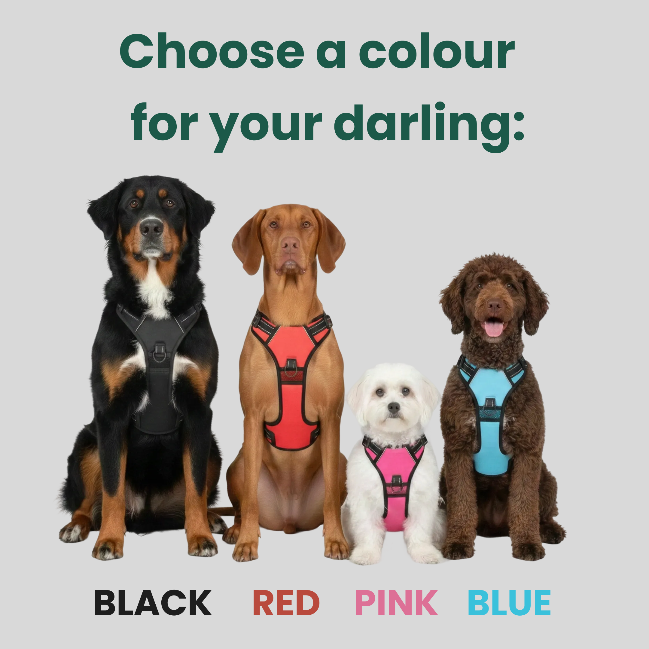 Comfort Fit | No-Pull Dog Harness with Adjustable Straps | Safe Control for Easy Walking 3