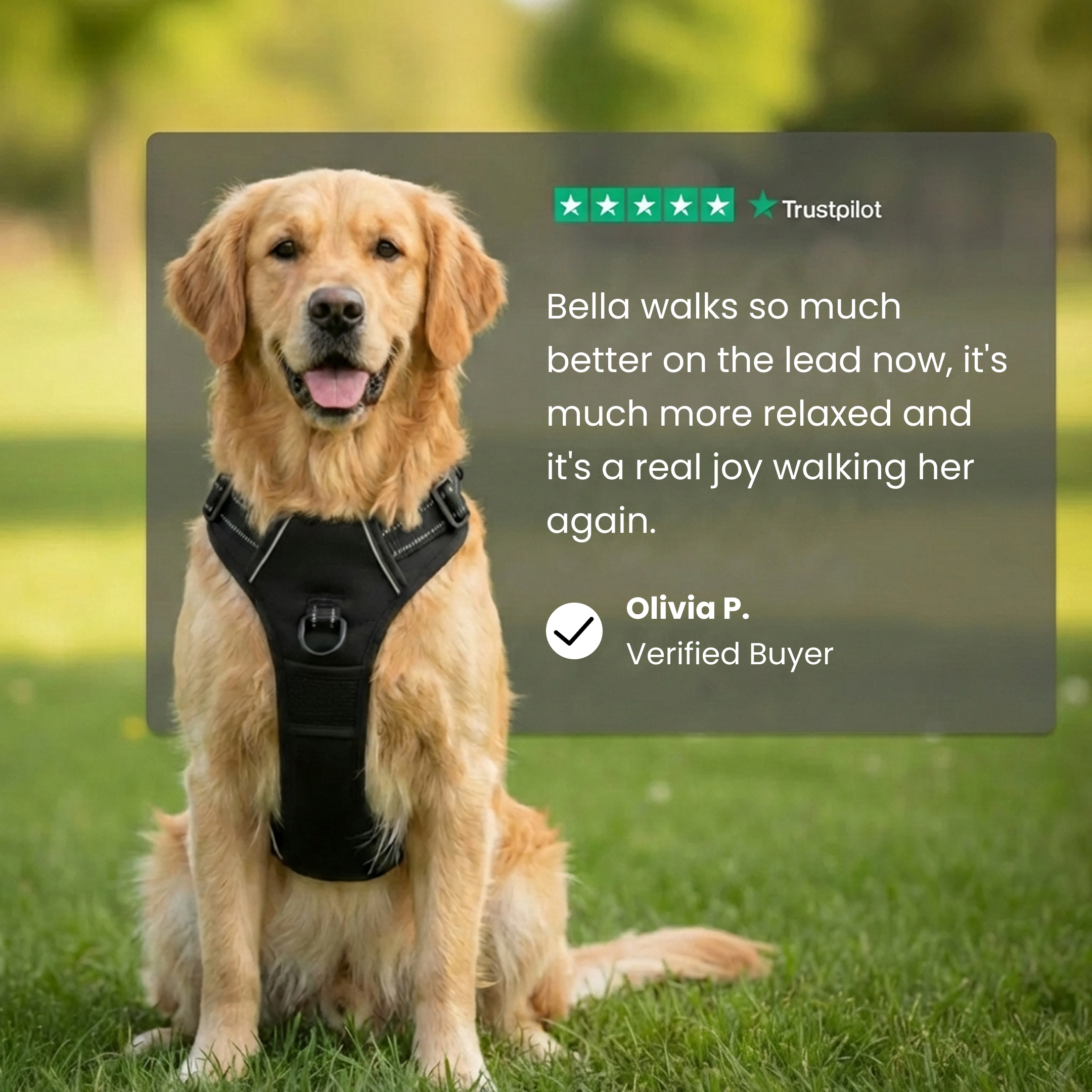 Comfort Fit | No-Pull Dog Harness with Adjustable Straps | Safe Control for Easy Walking 6